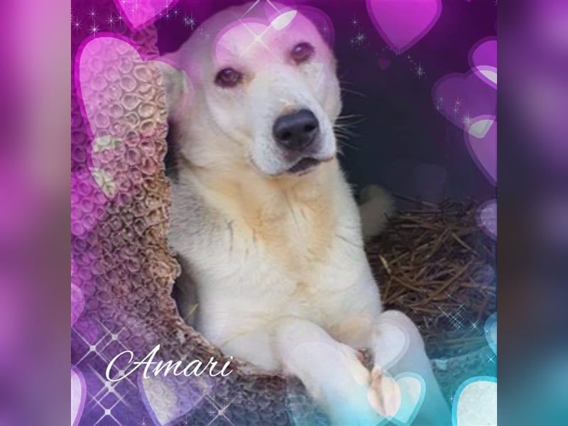 Amari, Mix, Hündin, geb. ca. 08.2018, ca. 50 cm