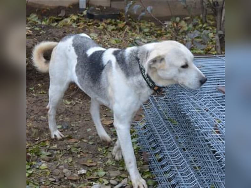 Amari, Mix, Hündin, geb. ca. 08.2018, ca. 50 cm