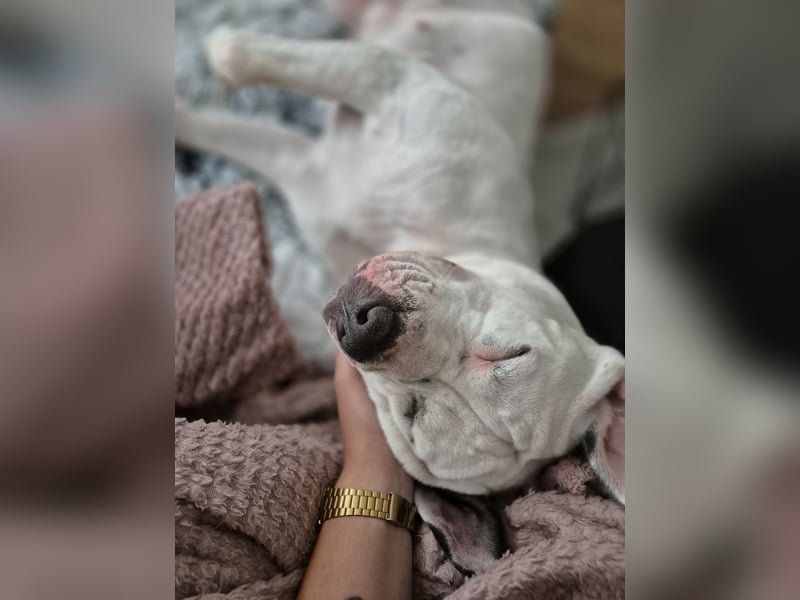 Old English Bulldog/American Bulldog
