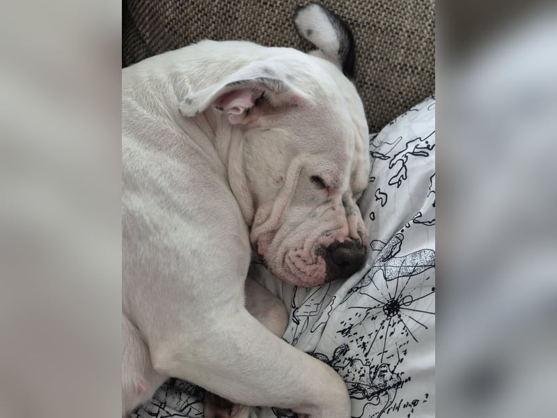 Old English Bulldog/American Bulldog