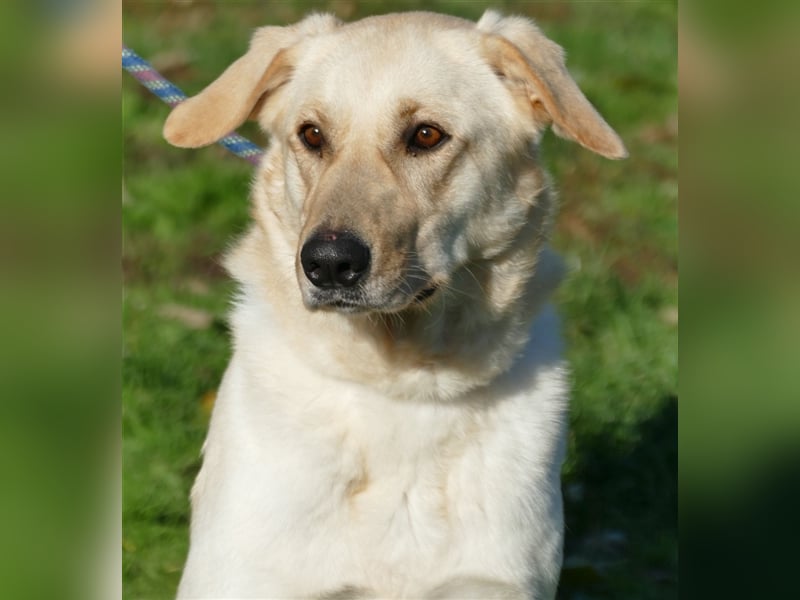 Margo , eine stattliche sehr menschenbezogene Familienhündin !
