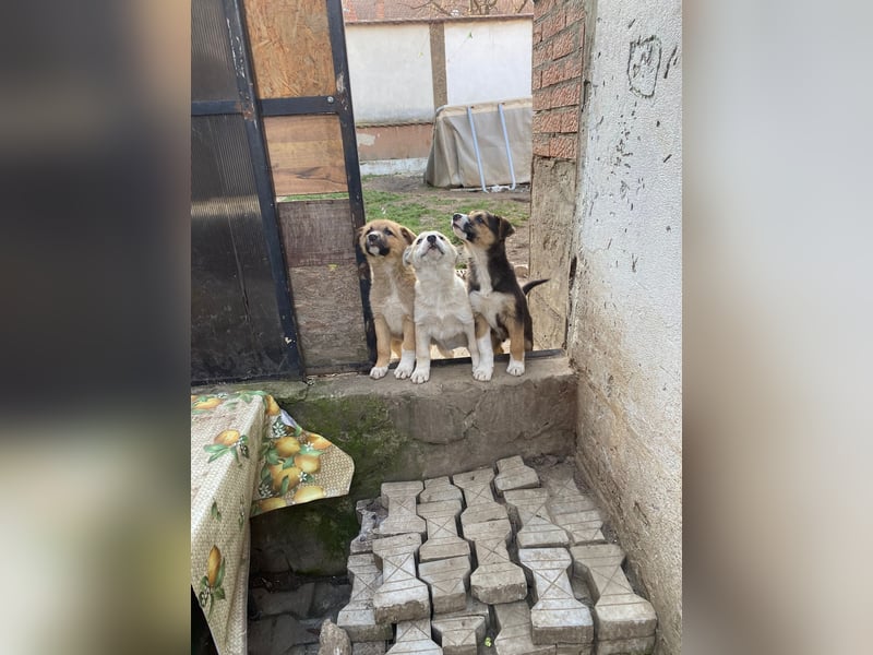 ✨Neugieriges Welpenmädchen Hermine