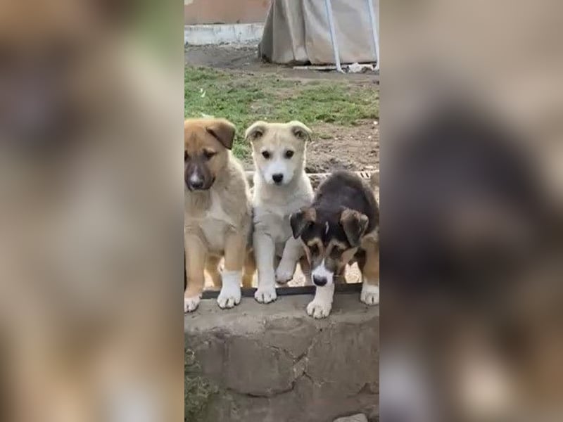 ✨Neugieriges Welpenmädchen Hermine