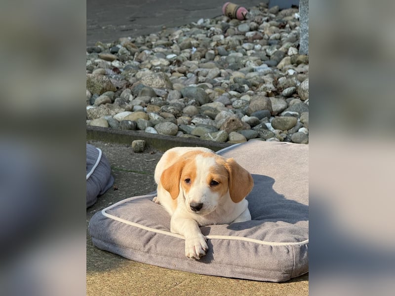 Lilo - kleiner Zwerg sucht Dich!