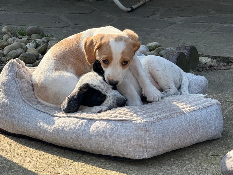 Lilo - kleiner Zwerg sucht Dich!