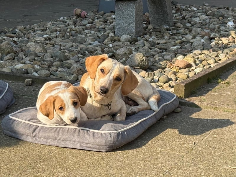 Lilo - kleiner Zwerg sucht Dich!