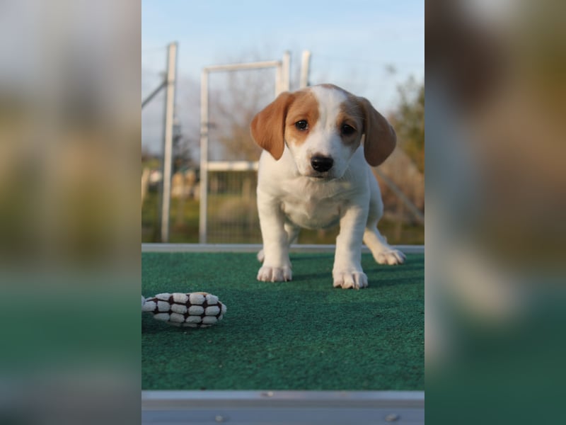 Lilo - kleiner Zwerg sucht Dich!