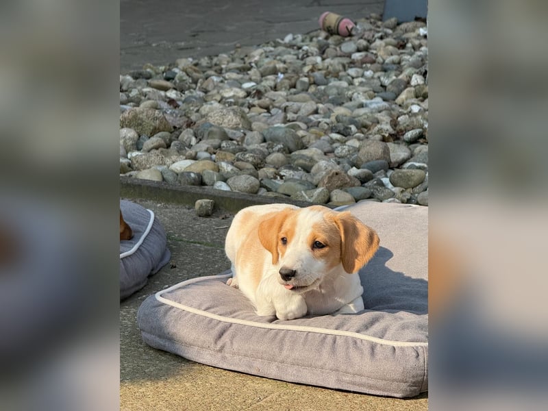 Lilo - kleiner Zwerg sucht Dich!