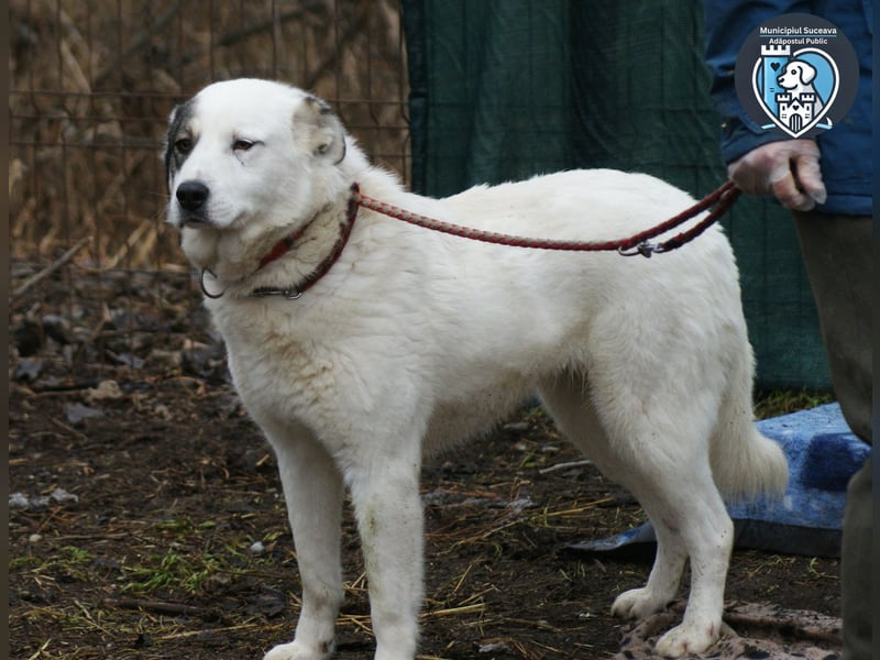 Layla sucht ein Zuhause