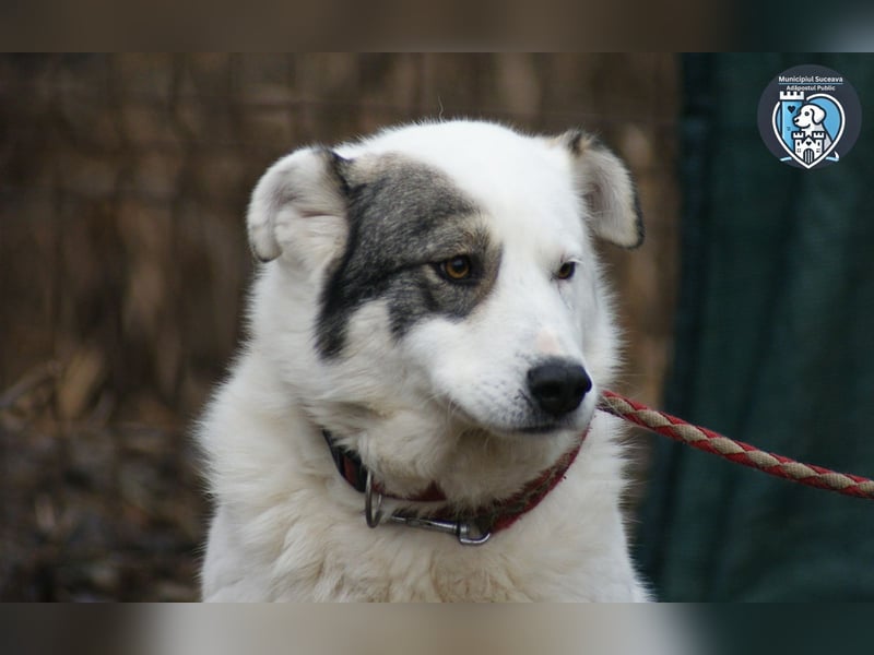 Layla sucht ein Zuhause