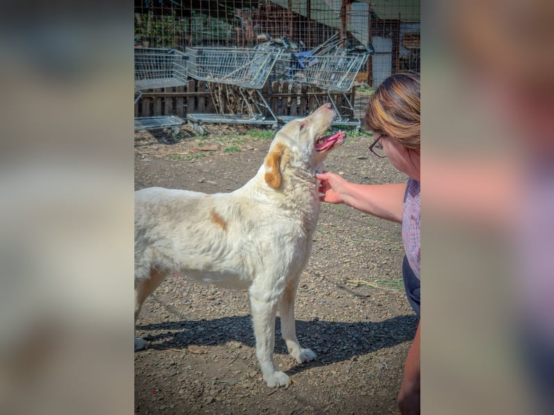 BEAUTY - tolle Hündin sucht ihre Familie