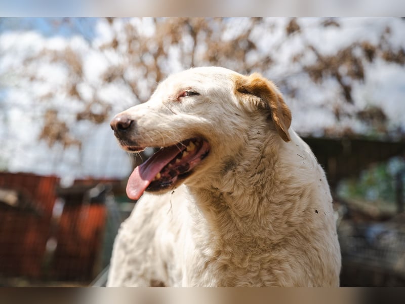 BEAUTY - tolle Hündin sucht ihre Familie