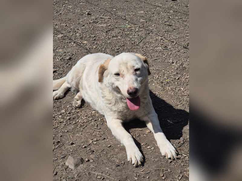 BEAUTY - tolle Hündin sucht ihre Familie