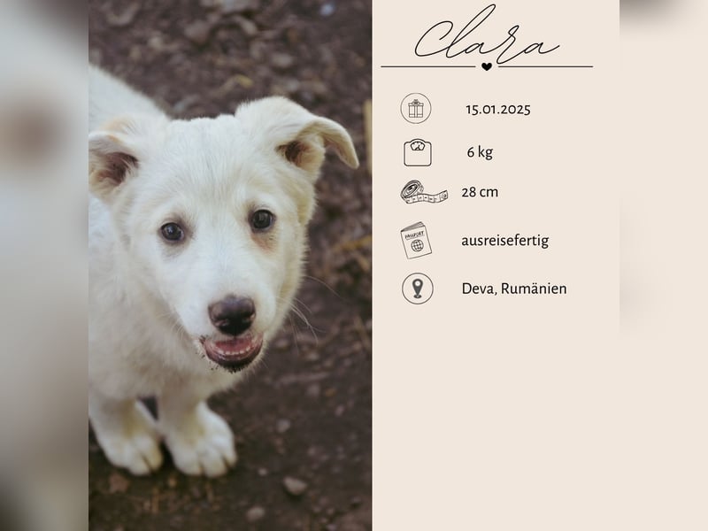 CLARA - süßer Fratz auf vier Pfoten