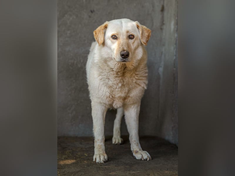 BEAUTY - tolle Hündin sucht ihre Familie