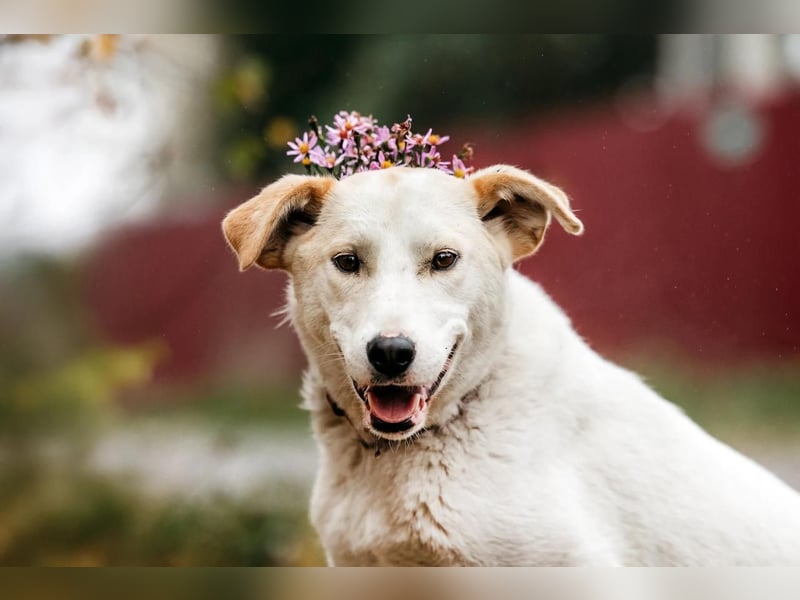 Freundliche Dakota sucht perfektes Zuhause