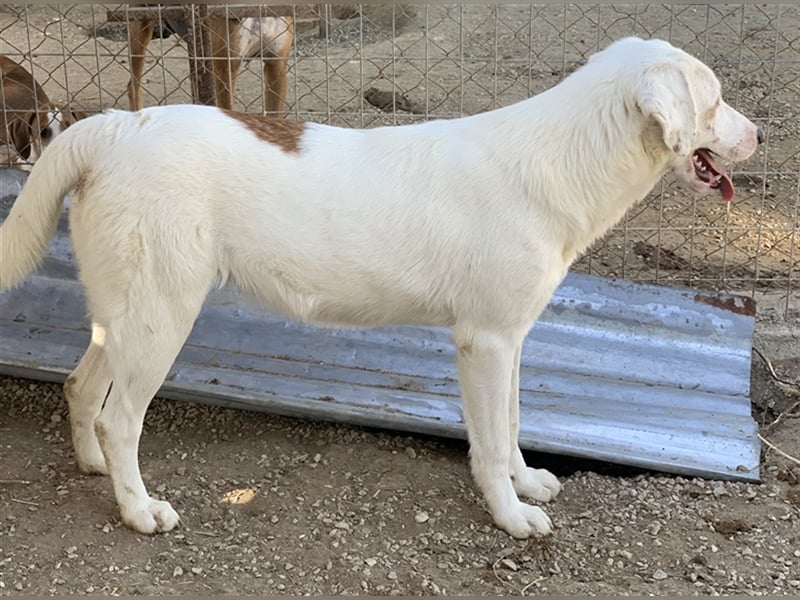 Tamura, geb. ca. 02/2022, lebt in GRIECHENLAND, im städt. Tierheim Serres
