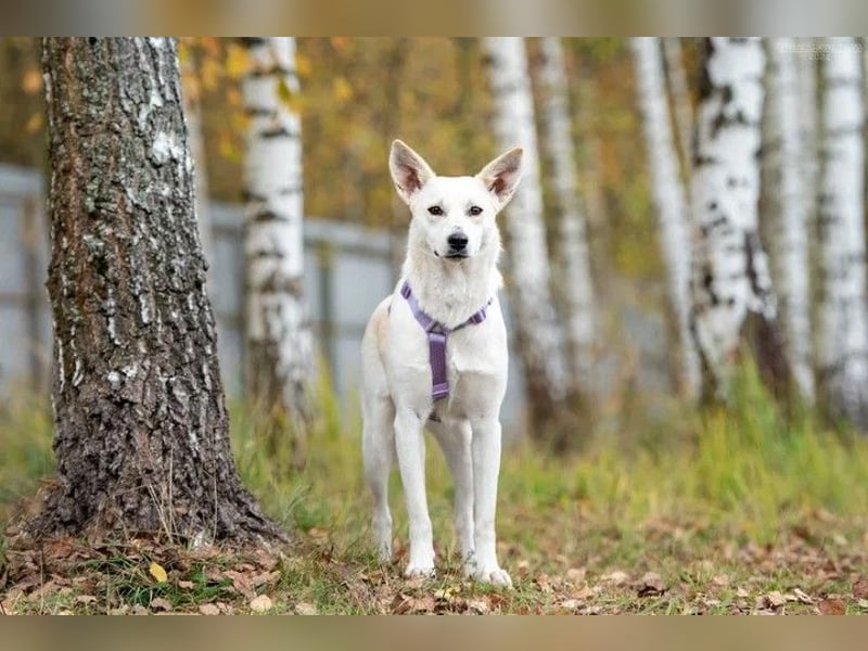 Unsichere Sunny sucht liebevolles Zuhause