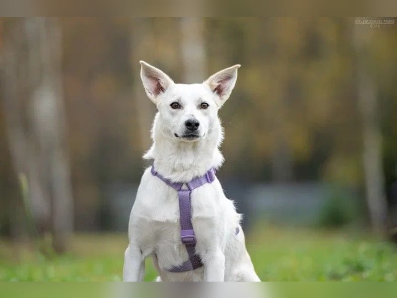 Unsichere Sunny sucht liebevolles Zuhause