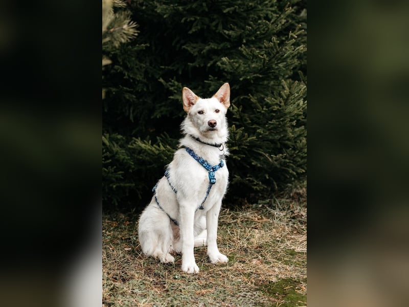 Fröhliche Brynza sucht ihre Familie