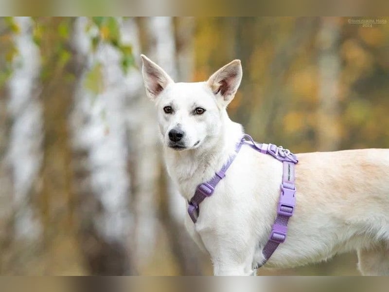 Unsichere Sunny sucht liebevolles Zuhause
