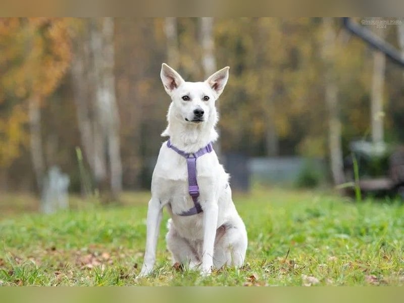 Unsichere Sunny sucht liebevolles Zuhause