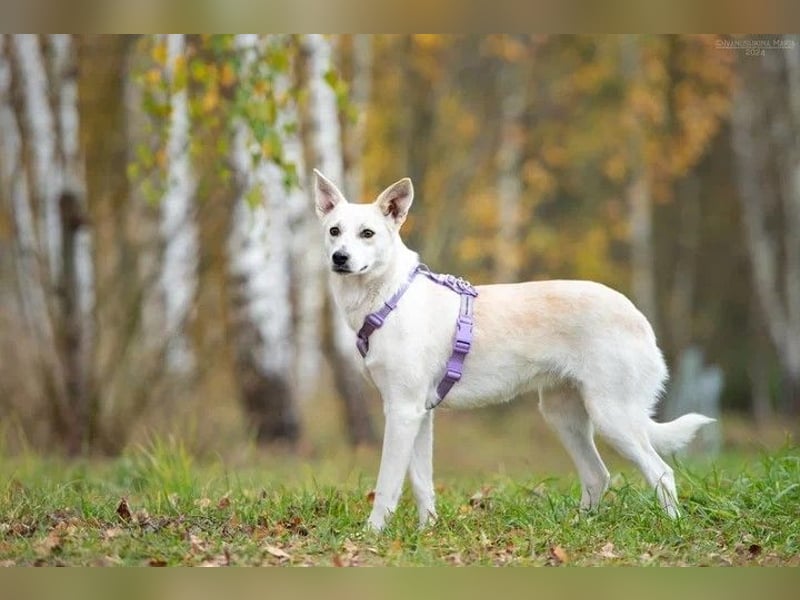 Unsichere Sunny sucht liebevolles Zuhause