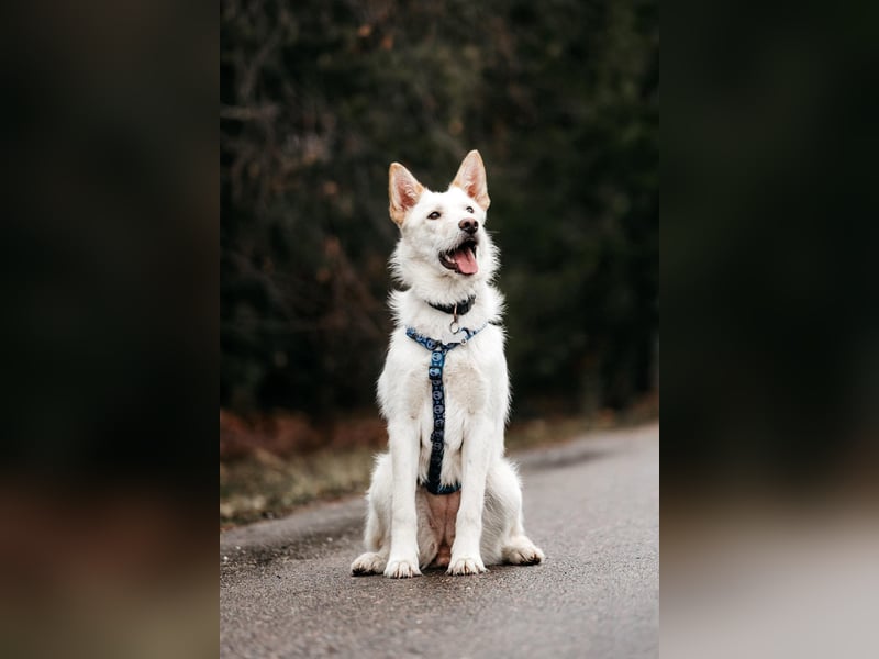 Fröhliche Brynza sucht ihre Familie