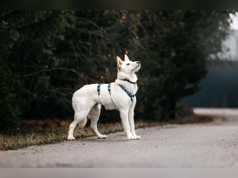 Fröhliche Brynza sucht ihre Familie
