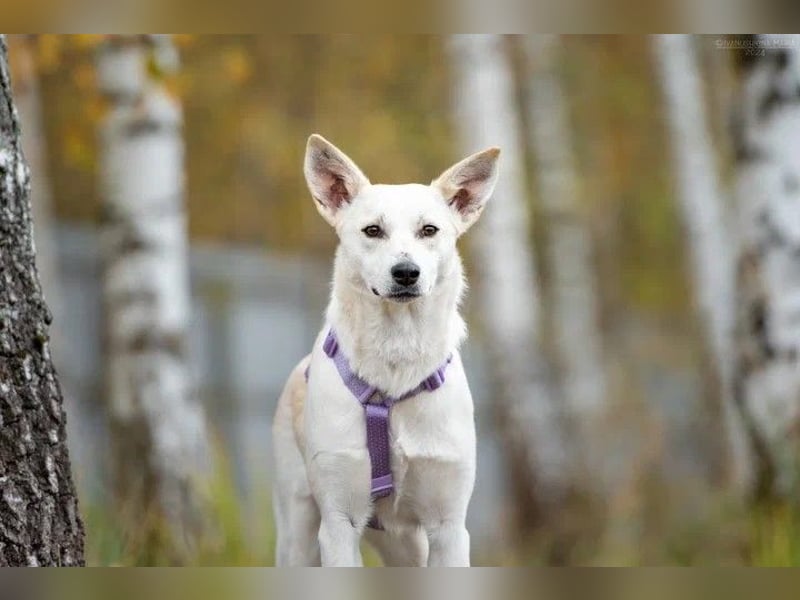 Unsichere Sunny sucht liebevolles Zuhause