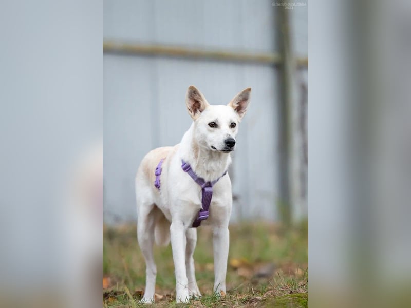 Unsichere Sunny sucht liebevolles Zuhause