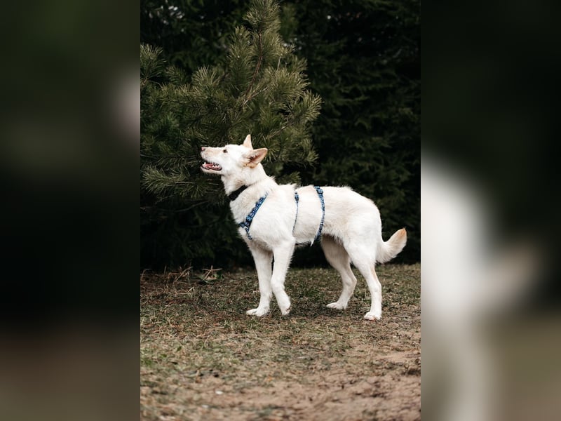 Fröhliche Brynza sucht ihre Familie