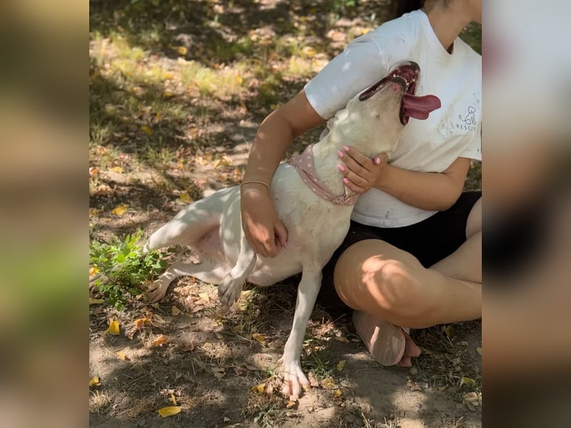 ANGEL - Einzelprinzessin in weiß sucht ihren Prinz!