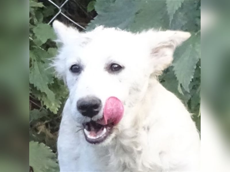 Rita 2, Mischling
