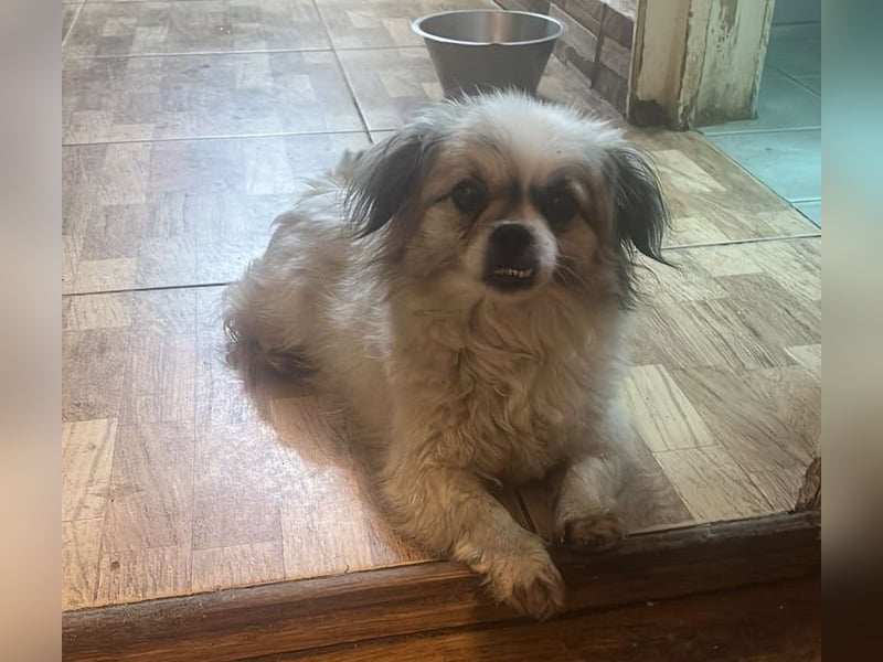 Flocke - Mini-Flausch sucht Liebe