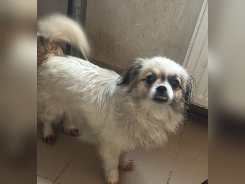 Flocke - Mini-Flausch sucht Liebe