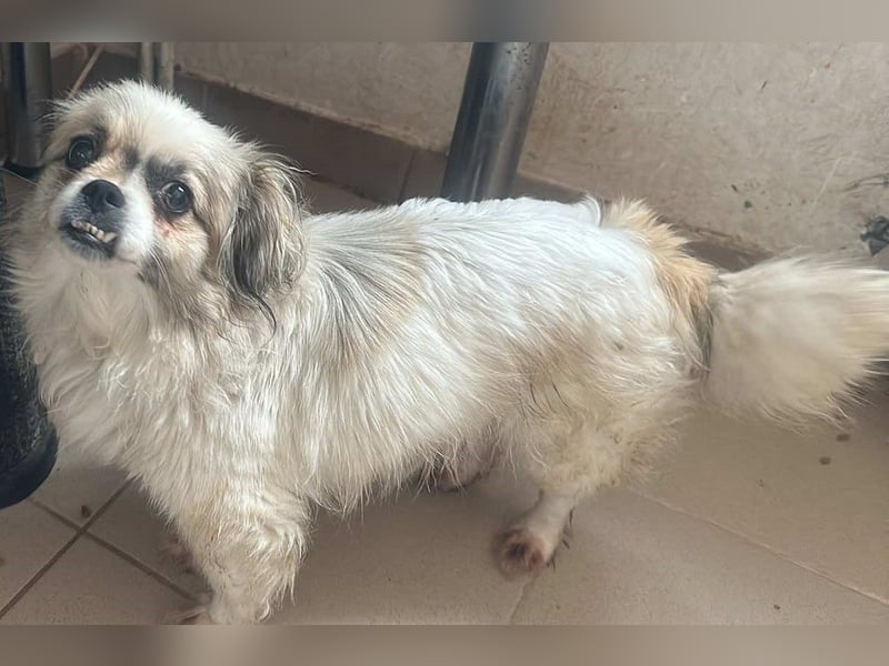 Flocke - Mini-Flausch sucht Liebe
