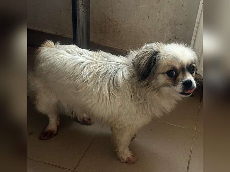 Flocke - Mini-Flausch sucht Liebe