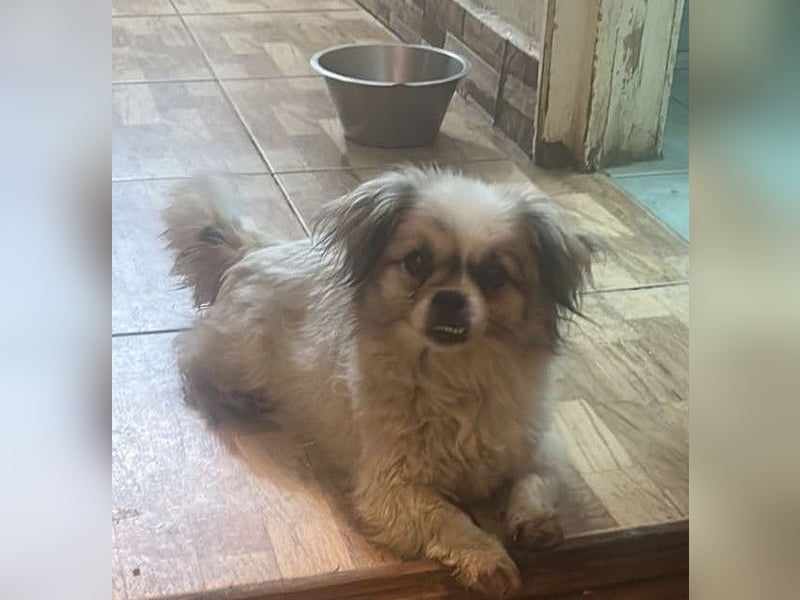 Flocke - Mini-Flausch sucht Liebe