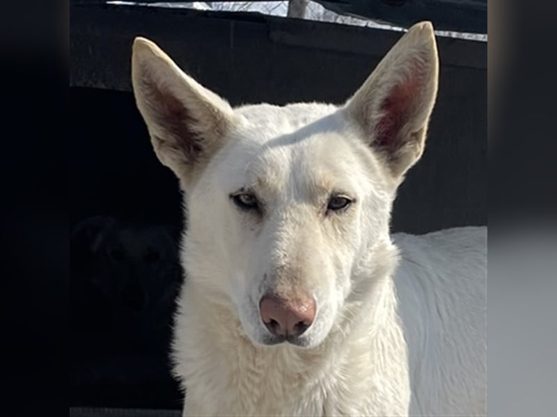 Gobi, geb. ca. 04/2021, lebt in GRIECHENLAND, im städt. Tierheim Serres