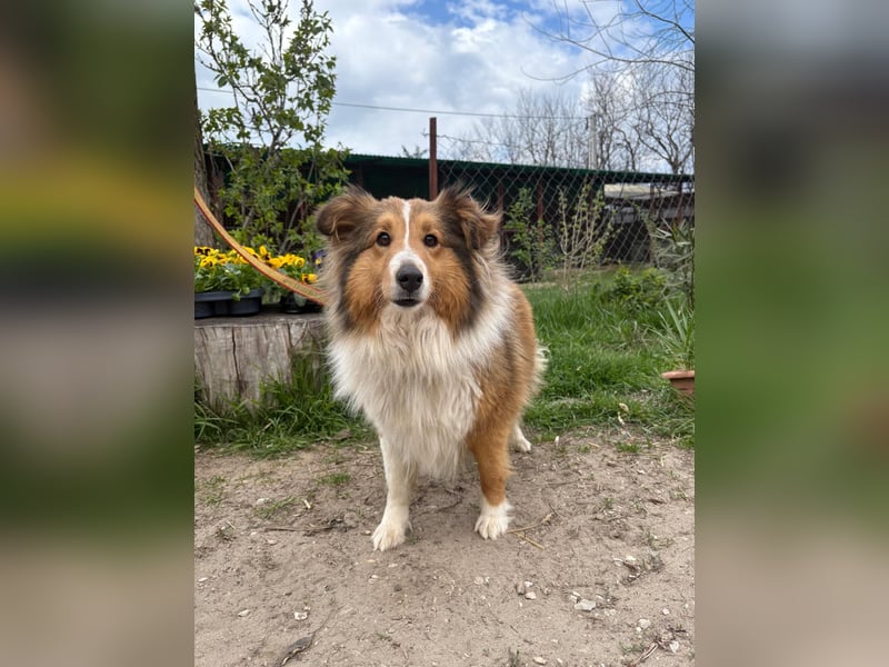 Lucy sucht ihr Familien-Glück!