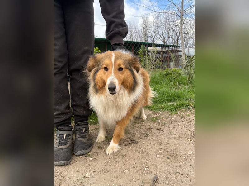 Lucy sucht ihr Familien-Glück!