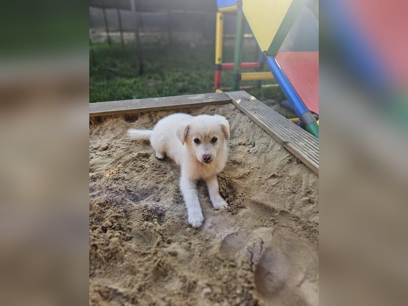 Kleine bezaubernde Raya sucht ihr Körbchen
