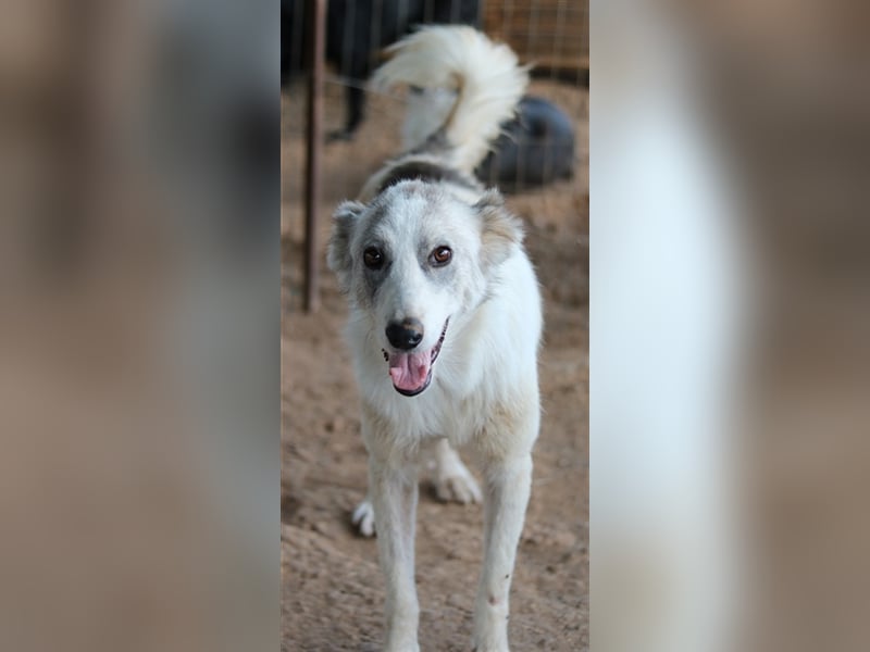 Drea, geb. ca. 09/2020, lebt in GRIECHENLAND, auf einem Gelände, auf dem die Hunde notdürftig versor