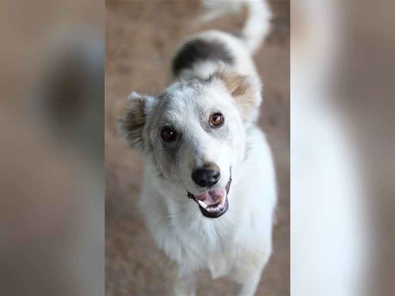 Drea, geb. ca. 09/2020, lebt in GRIECHENLAND, auf einem Gelände, auf dem die Hunde notdürftig versor