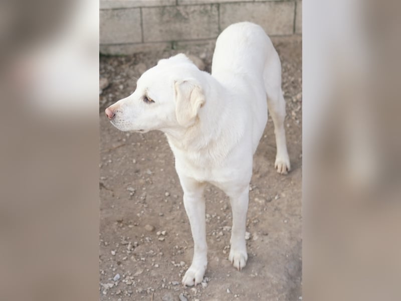 Gianna, geb. ca. 02/2022, lebt in GRIECHENLAND, im städt. Tierheim Serres