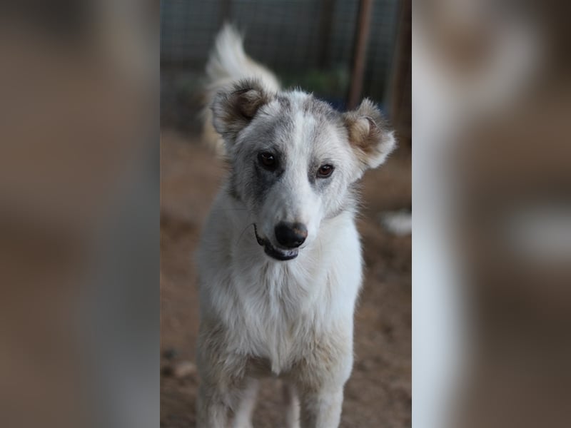 Drea, geb. ca. 09/2020, lebt in GRIECHENLAND, auf einem Gelände, auf dem die Hunde notdürftig versor