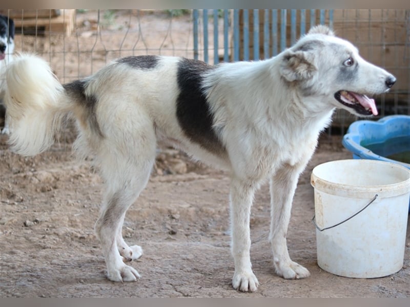 Drea, geb. ca. 09/2020, lebt in GRIECHENLAND, auf einem Gelände, auf dem die Hunde notdürftig versor
