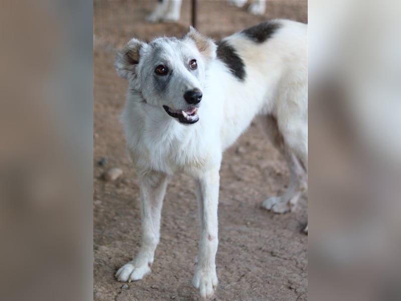 Drea, geb. ca. 09/2020, lebt in GRIECHENLAND, auf einem Gelände, auf dem die Hunde notdürftig versor