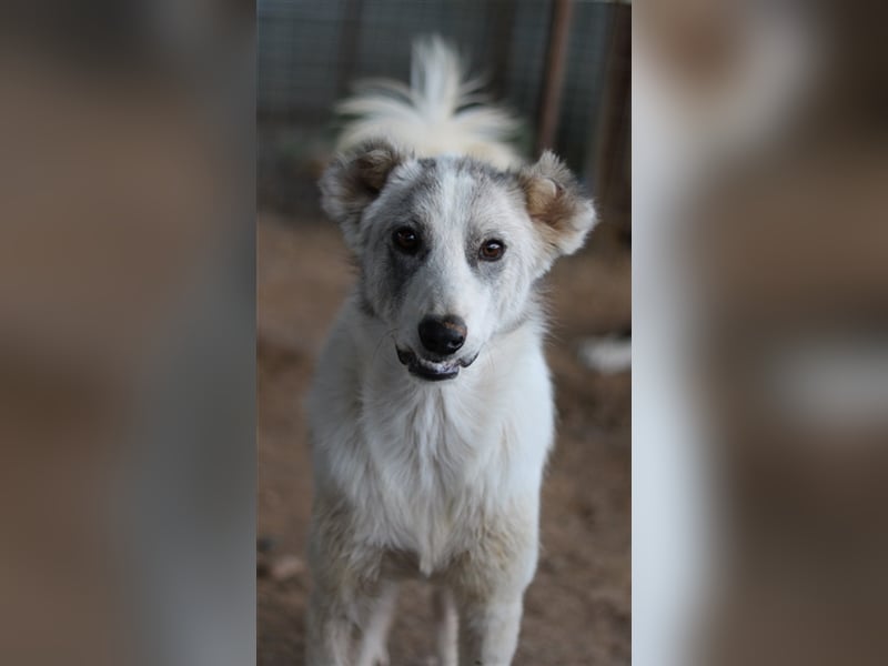 Drea, geb. ca. 09/2020, lebt in GRIECHENLAND, auf einem Gelände, auf dem die Hunde notdürftig versor